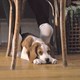 photo du film Mes autres vies de chien