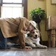 photo du film Mes autres vies de chien
