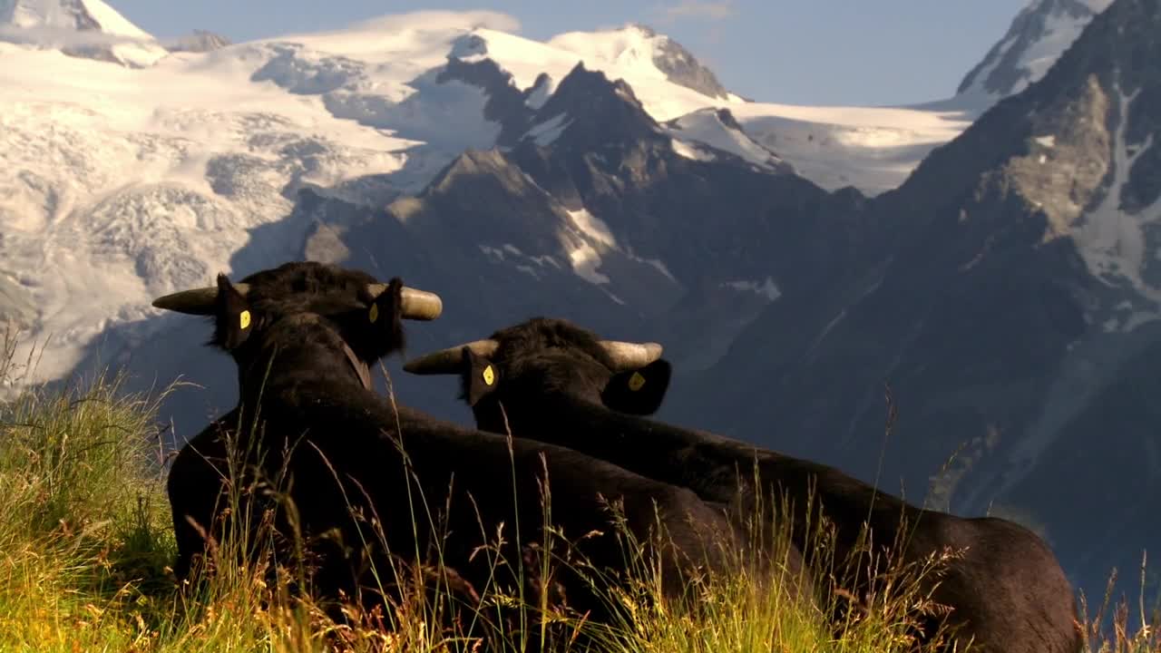 Extrait vidéo du film  Vedette