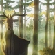 photo du film Le Roi Cerf