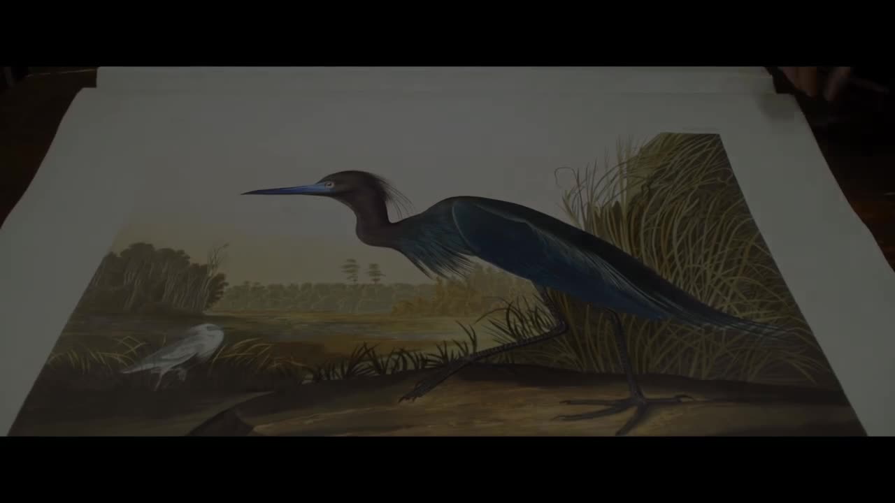 Extrait vidéo du film  Birds of America