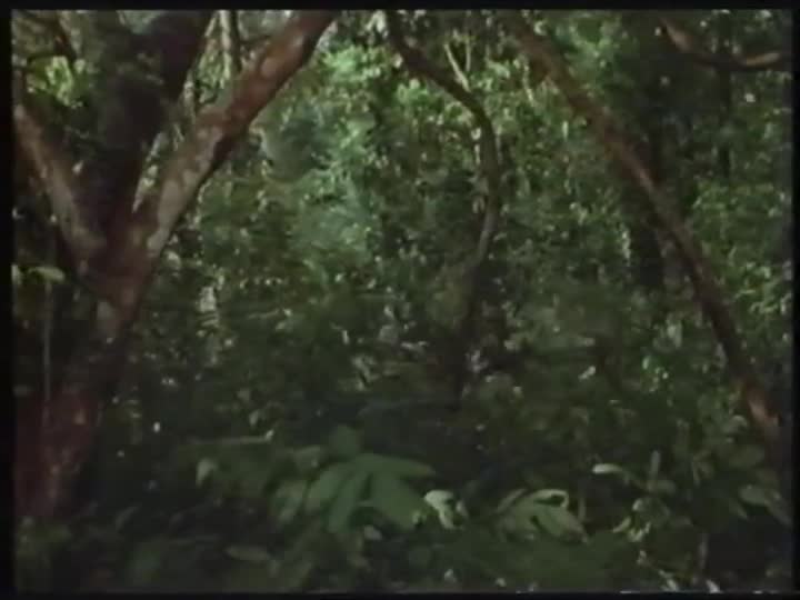 Extrait vidéo du film  The Lost Idol
