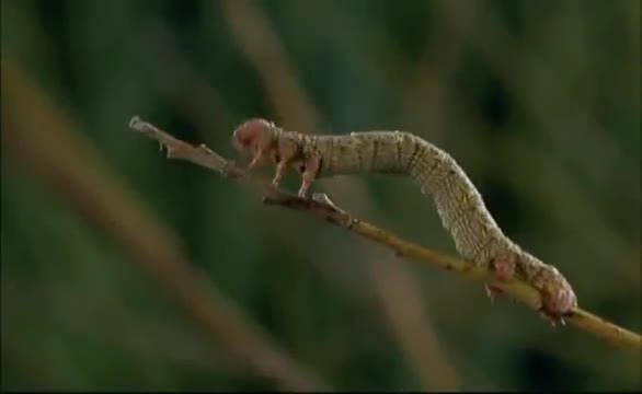 Extrait vidéo du film  Microcosmos : Le peuple de l herbe