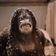 photo du film Going Ape!