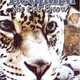 photo du film Leopard in the Snow