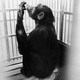 photo du film Primate