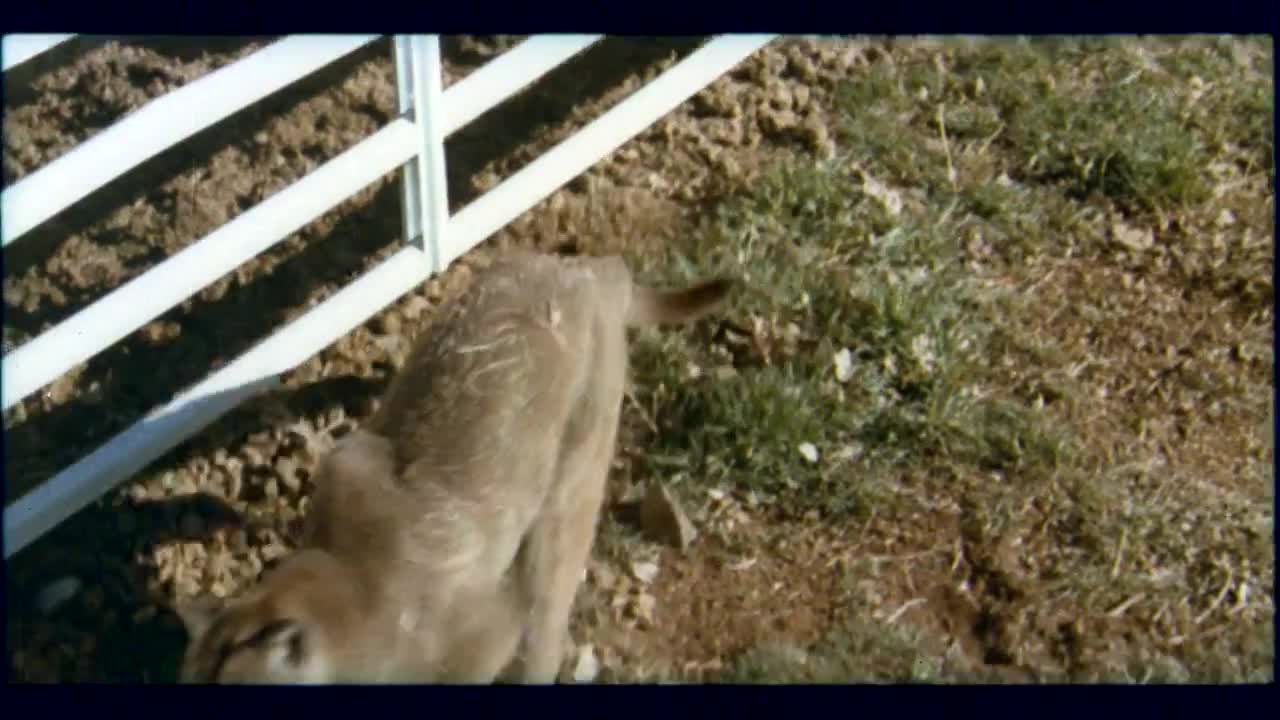 Extrait vidéo du film  Trap on Cougar Mountain