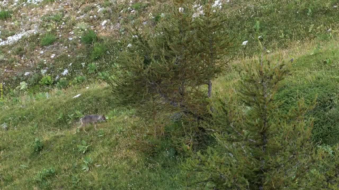Extrait vidéo du film  Marche avec les loups