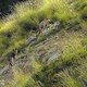 photo du film Marche avec les loups