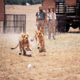 photo du film Living Free