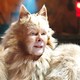 photo du film Cats