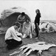photo du film La semence de l'homme