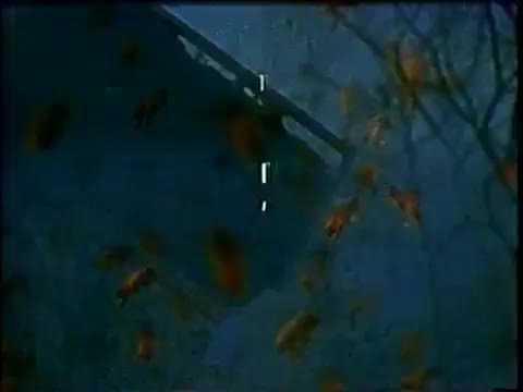 Extrait vidéo du film  The Deadly Bees