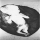 photo du film Quand l'embryon part braconner