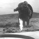 photo du film Gamera