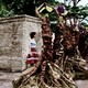 photo du film The Day of the Triffids
