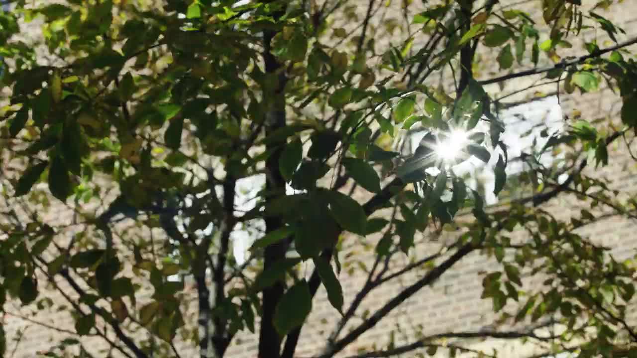 Extrait vidéo du film  Mon premier combat