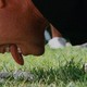 photo du film Frangins malgré eux