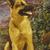 Rin Tin Tin Jr.