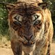 photo du film Mowgli : la légende de la jungle