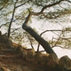 photo du film Simone - Le voyage du siècle