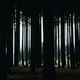 photo du film Le Coeur noir des forêts