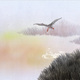 photo du film Piro Piro