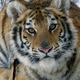 photo du film Le Nid du Tigre