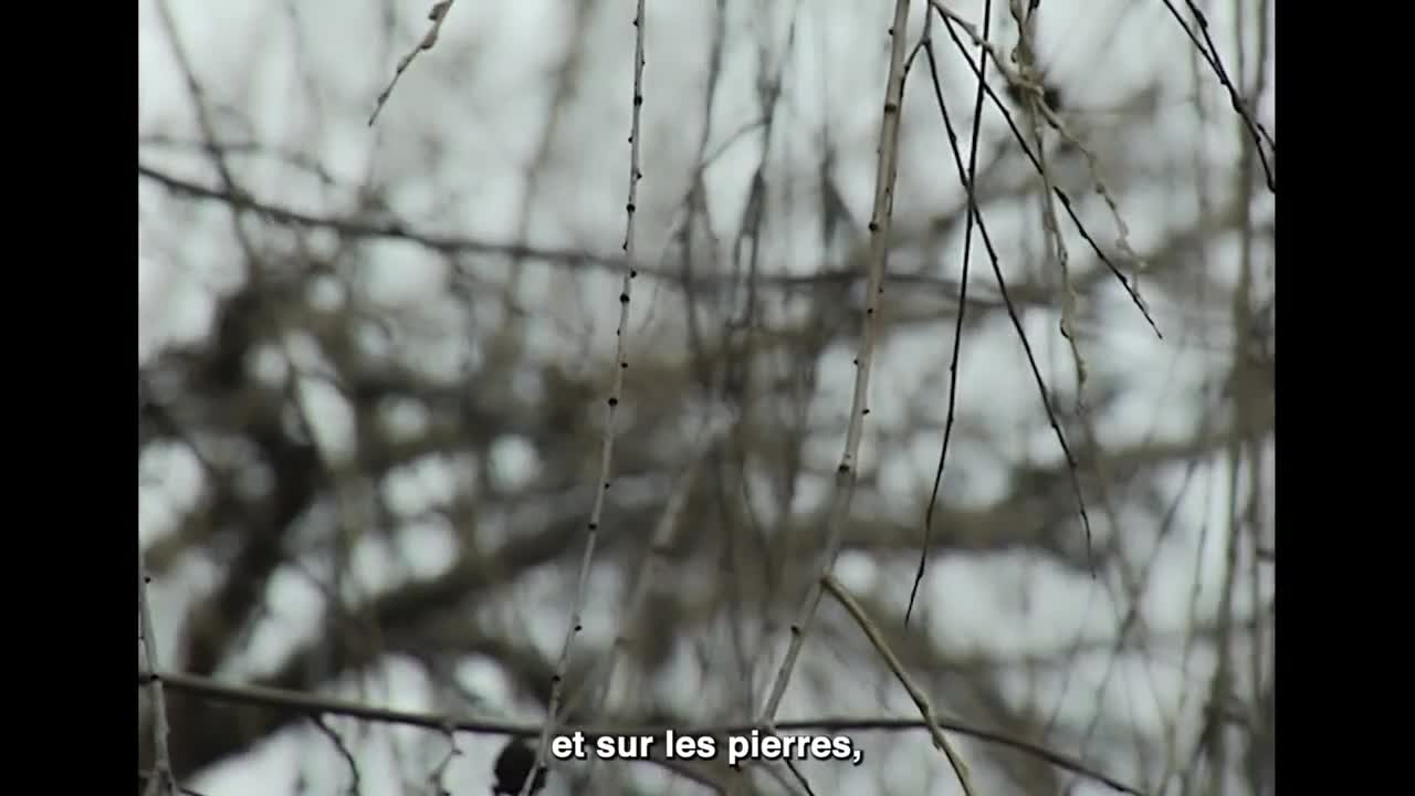 Extrait vidéo du film  Lève-toi et va