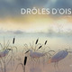 photo du film Drôles d'oiseaux