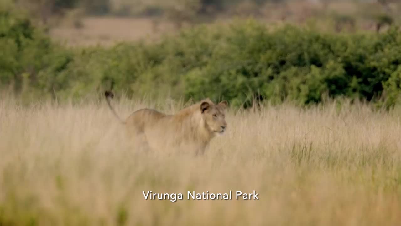 Extrait vidéo du film  Virunga