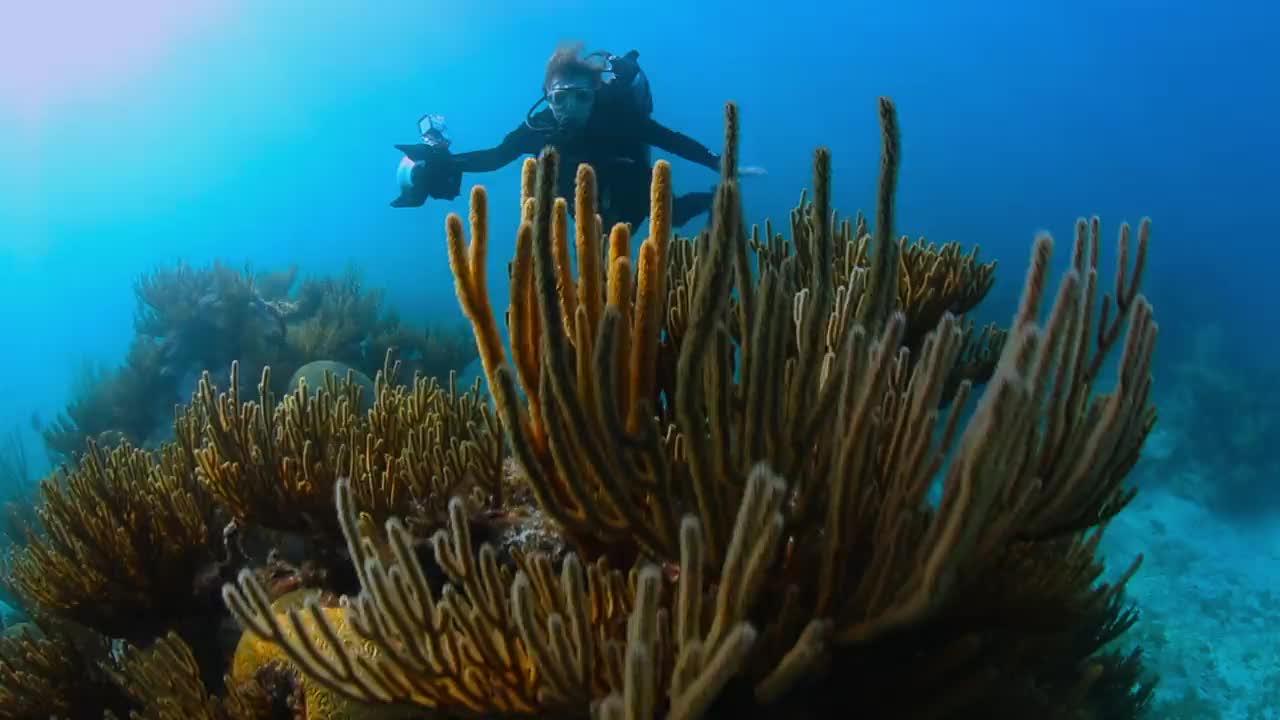 Extrait vidéo du film  Mission blue