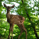 photo du film Bambi, L’histoire d’une vie dans les bois