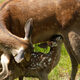 photo du film Bambi, L’histoire d’une vie dans les bois