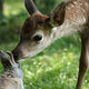 photo du film Bambi, L’histoire d’une vie dans les bois