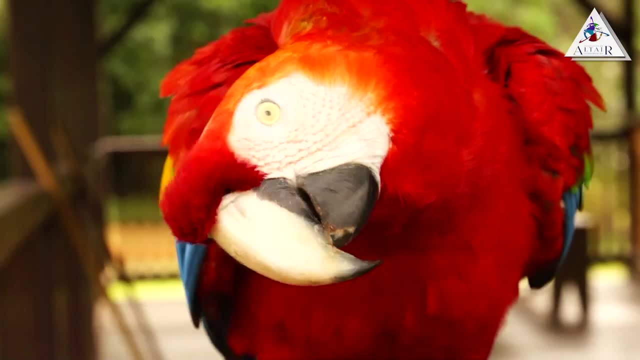 Extrait vidéo du film  Guyane, une pépite en Amazonie