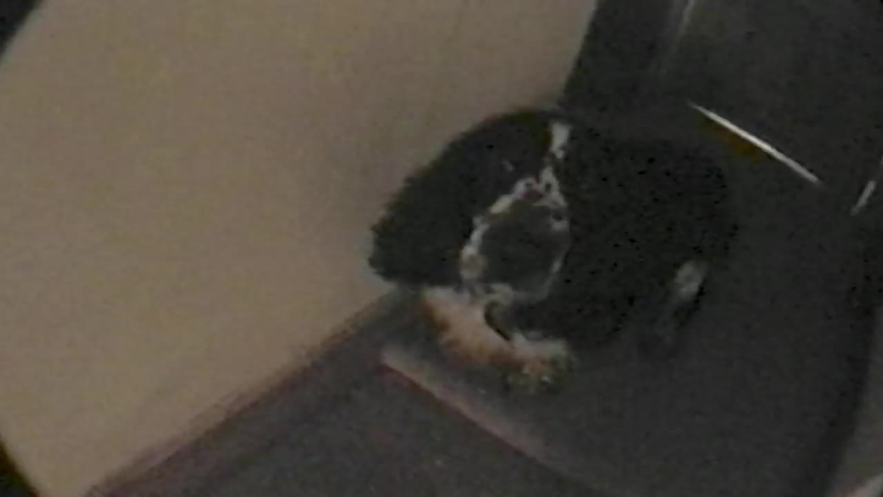 Extrait vidéo du film  Evelyn