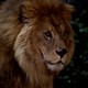 photo de la série Manimal (Pilote)