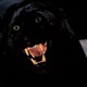photo de la série Manimal (Pilote)