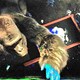 photo du film Le Seul et unique Ivan