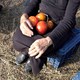 photo du film Quand les Tomates rencontrent Wagner
