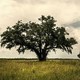 photo de la série True Detective