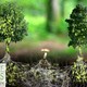 photo du film L'Intelligence des arbres