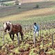 photo du film L'Âme du vin