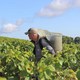 photo du film L'Âme du vin